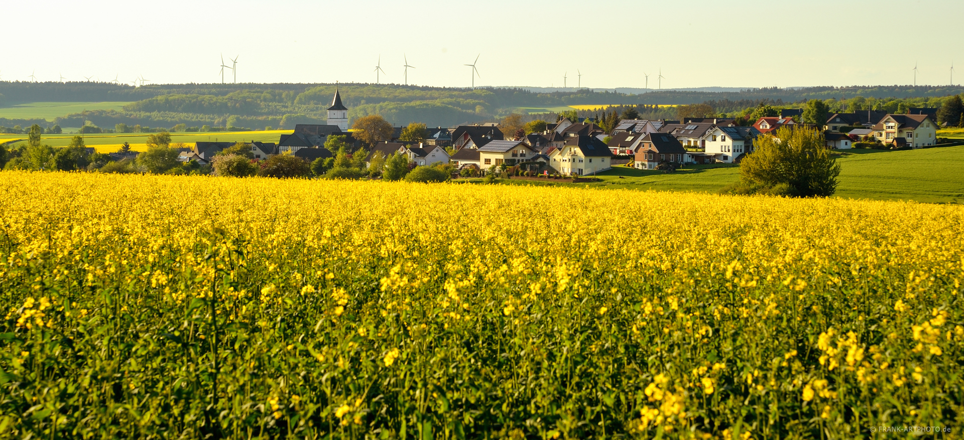 Rapsfelder im Vordergrund mit Blick auf die OG Liebshausen bei Sonnenschein