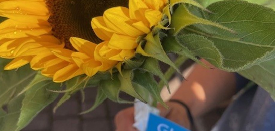Sonnenblume