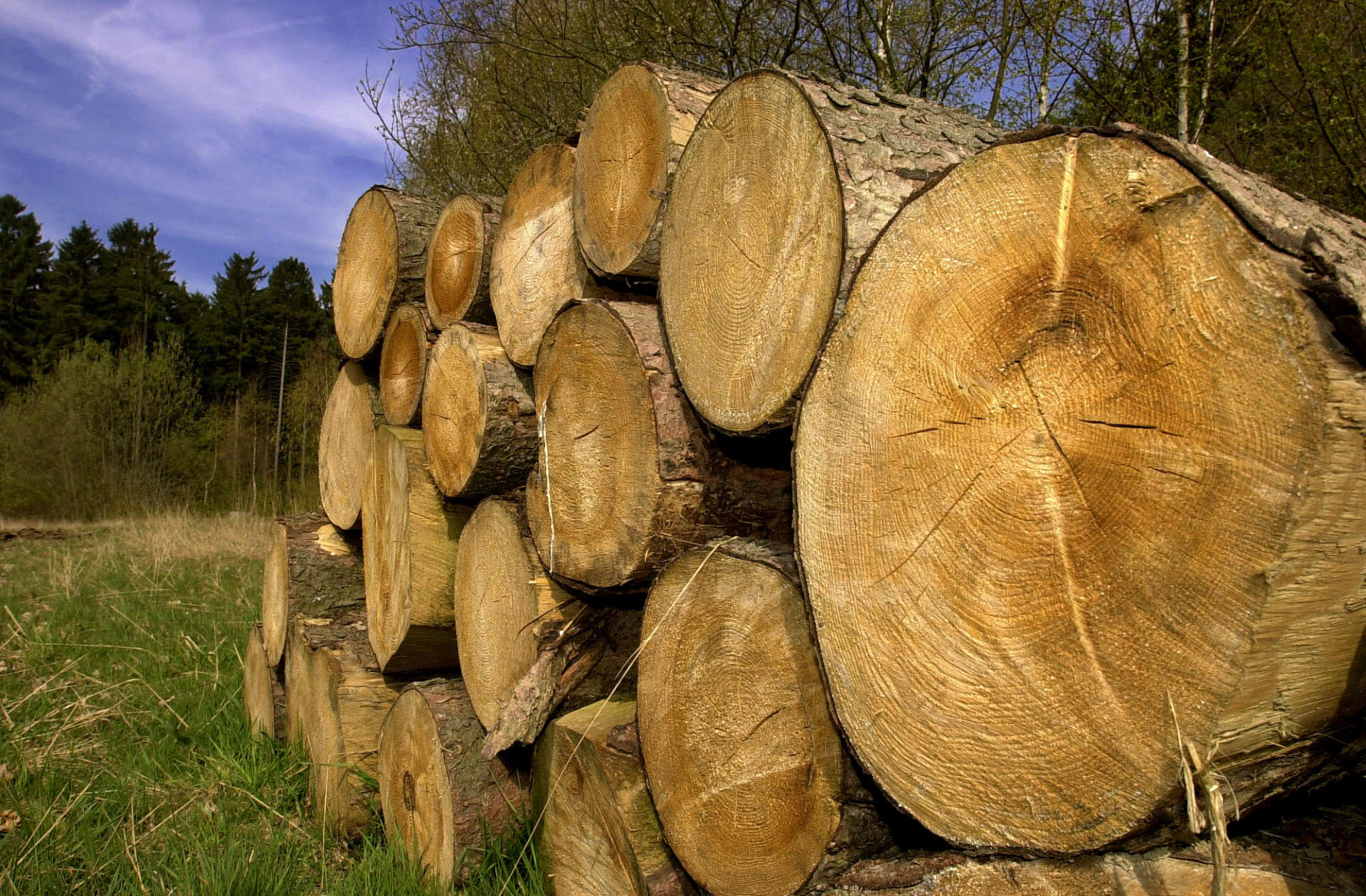 Geschnittenes Holz in der Natur