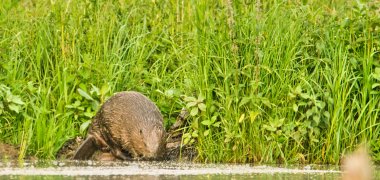 Ein Biber an einem Teich