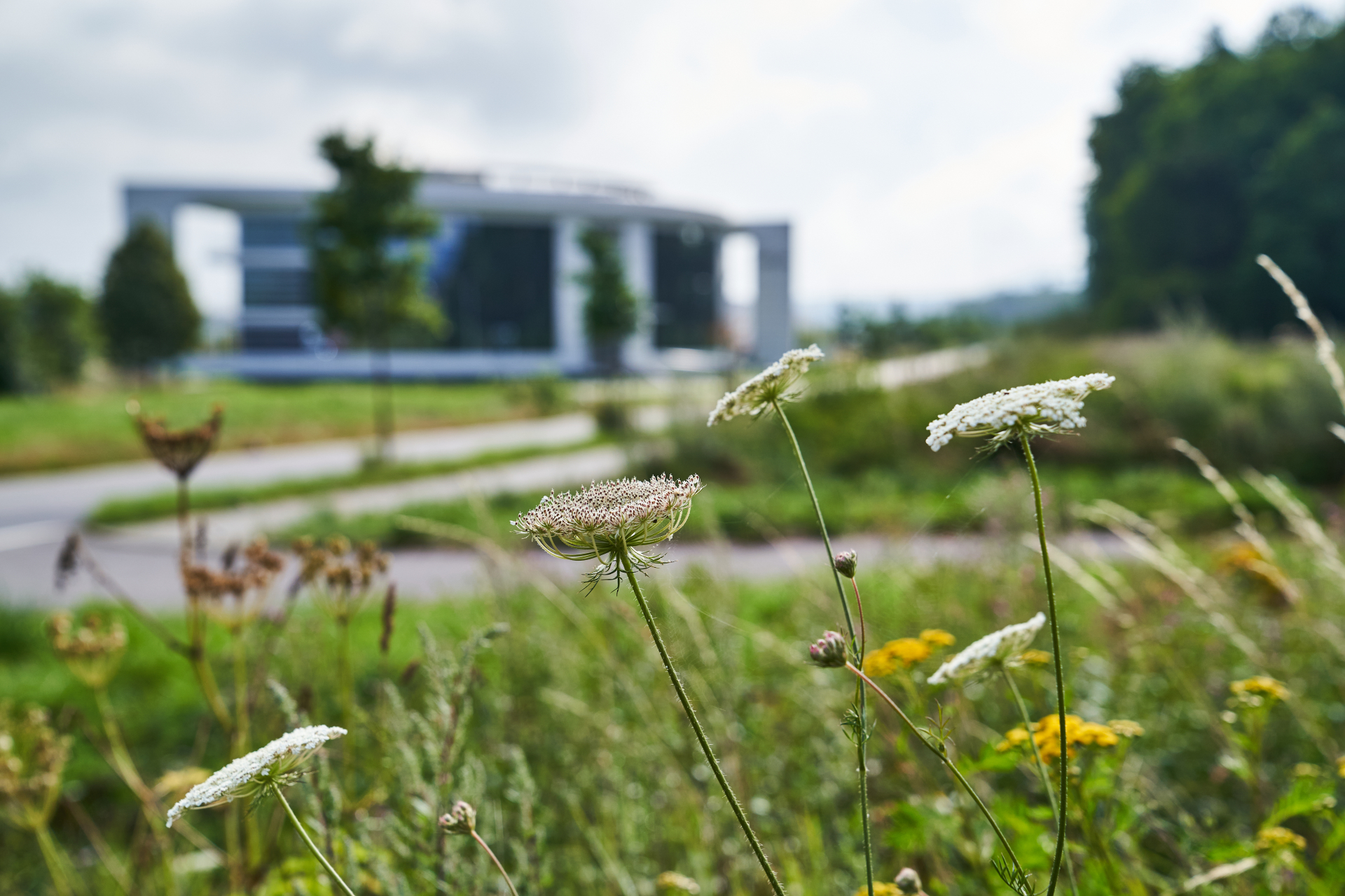 Wiesenpflanzen im Vordergrund mit unscharfem Büro- und Gewerbegebäude im Hintergrund in Rheinböllen.